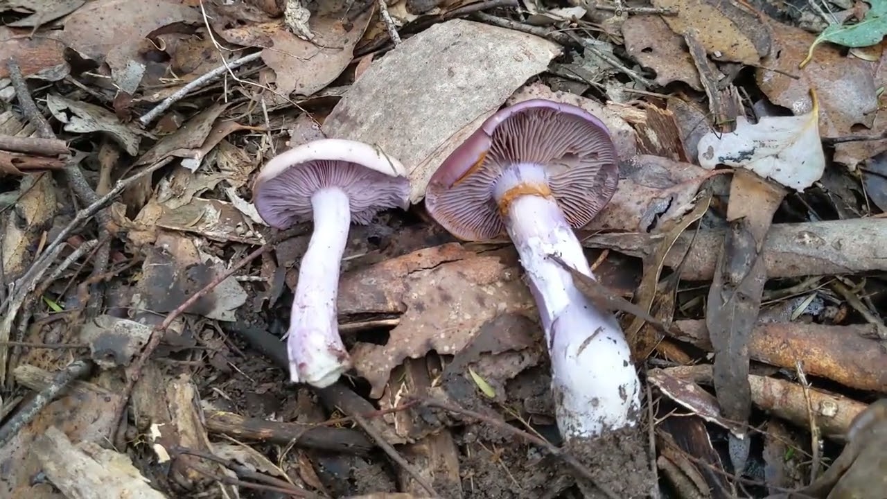 Lepista/Clitocybe nuda (Wood Blewit) vs  Cortinarius archeri identification