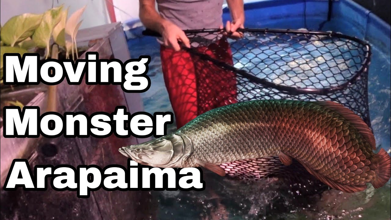 We put our biggest 2 Arapaima's together in the 58,000 gallon pool/pond