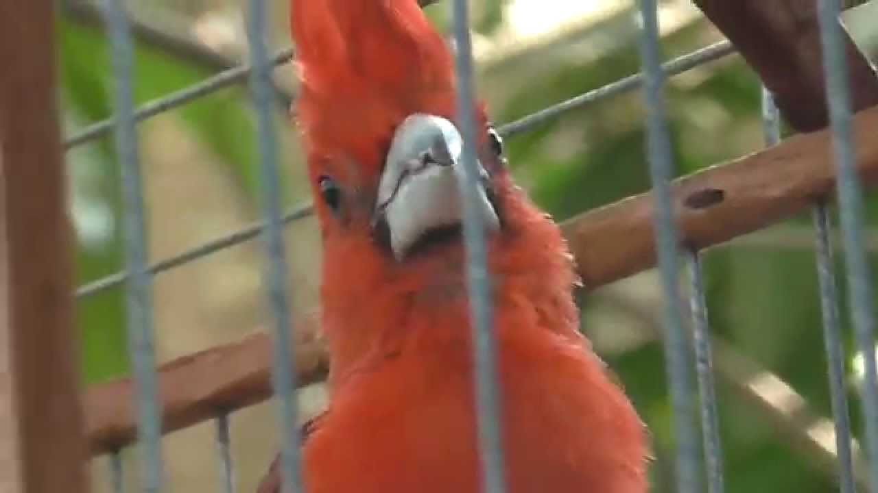 Hermoso canto del Cardenal Guajiro. Vermilion Cardinal Beautifull Song.