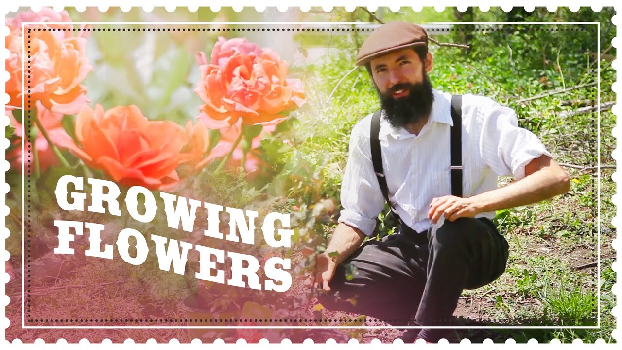 Planting a Flower Garden - Daffodils and Roses