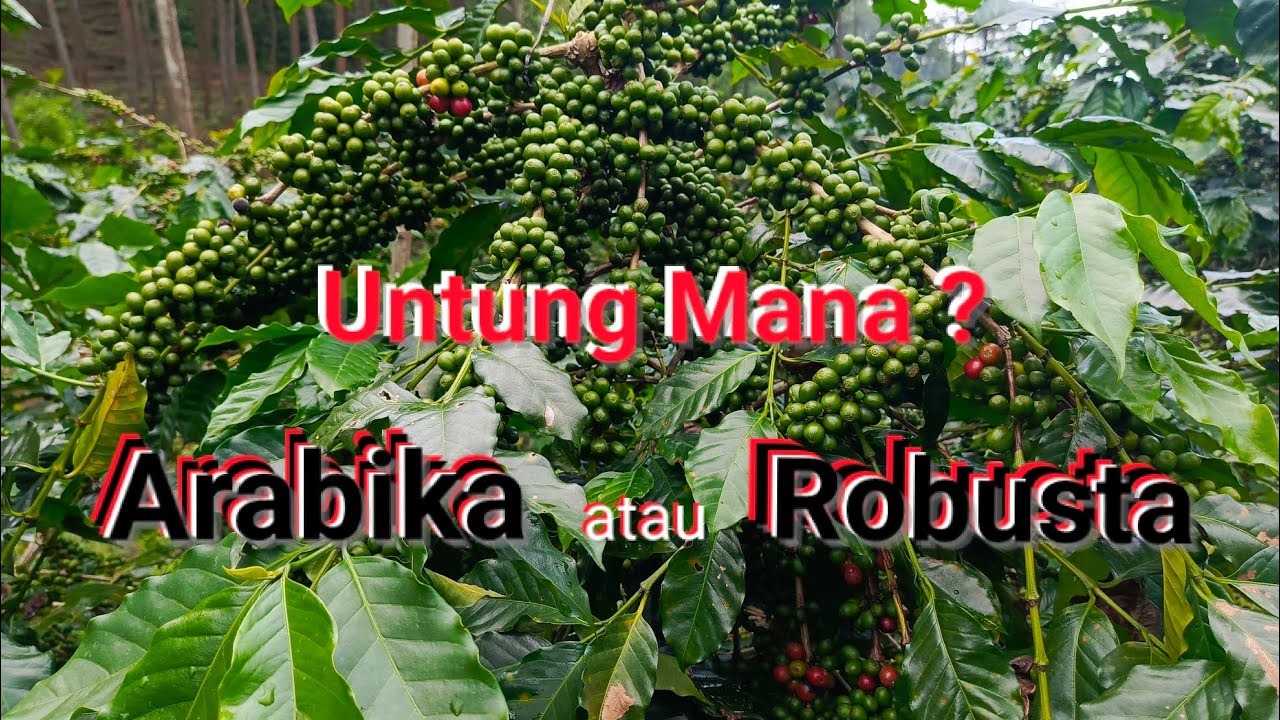 Lihat Deskripsi ! Perbedaan Keuntungan, Antara Menanam Kopi Arabika Atau Robusta 