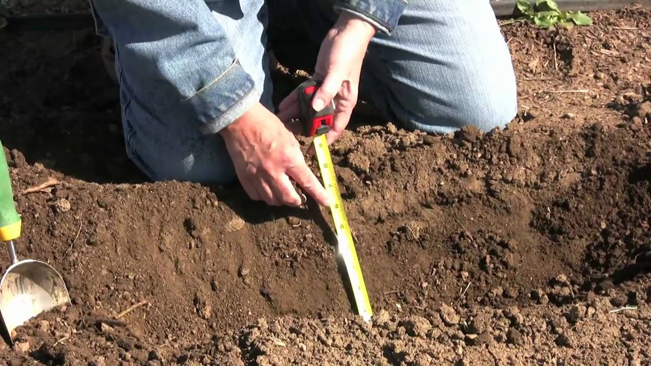 HOW TO PLANT ASPARAGUS, RHUBARB AND HORSERADISH