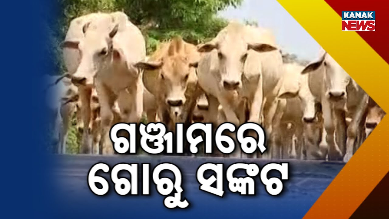 Reporter Live: Shocking Decline In Oxen & Bull Population In Ganjam | Agriculture At Risk