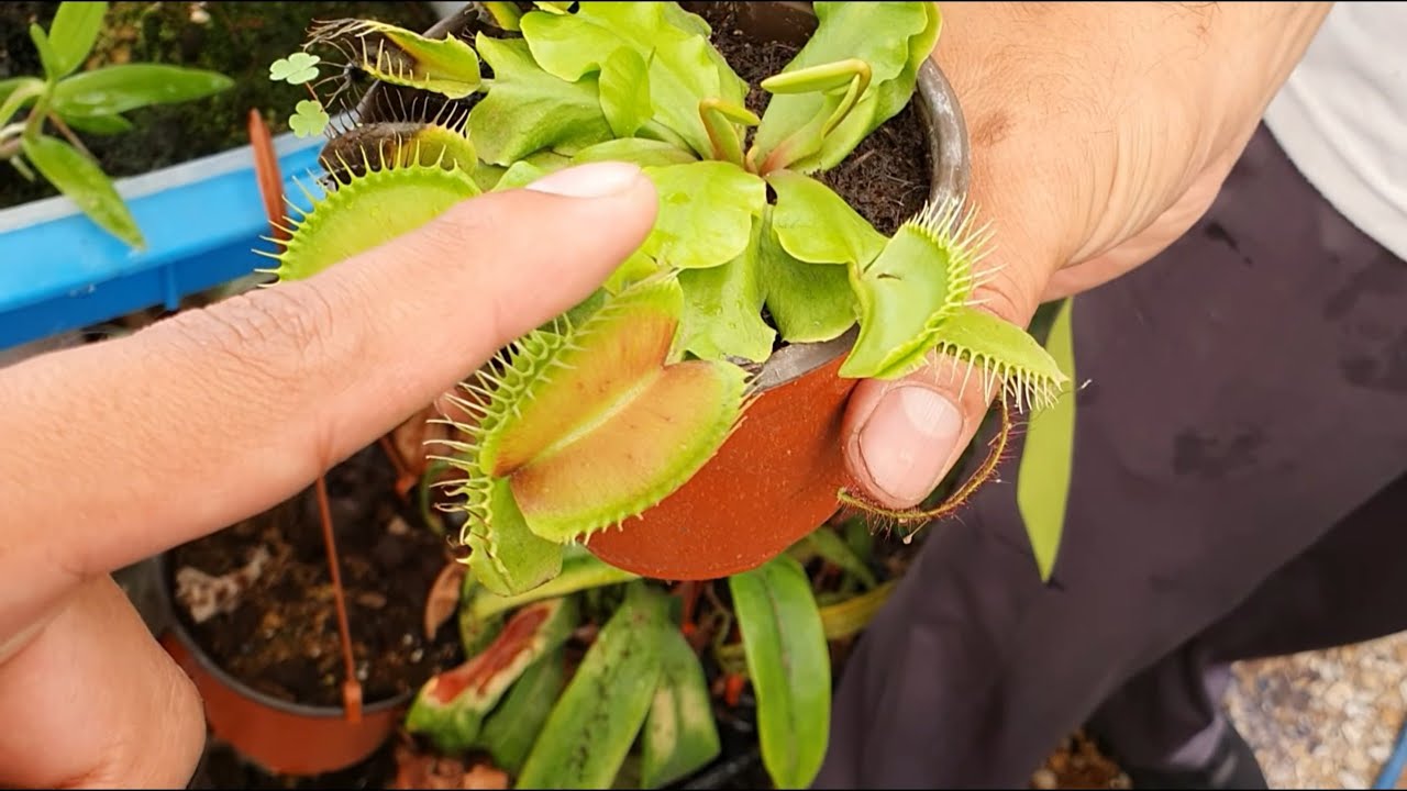 Plantas carnívoras : La Ruta Carnívora Vol. 1 - Ishwari Bravo