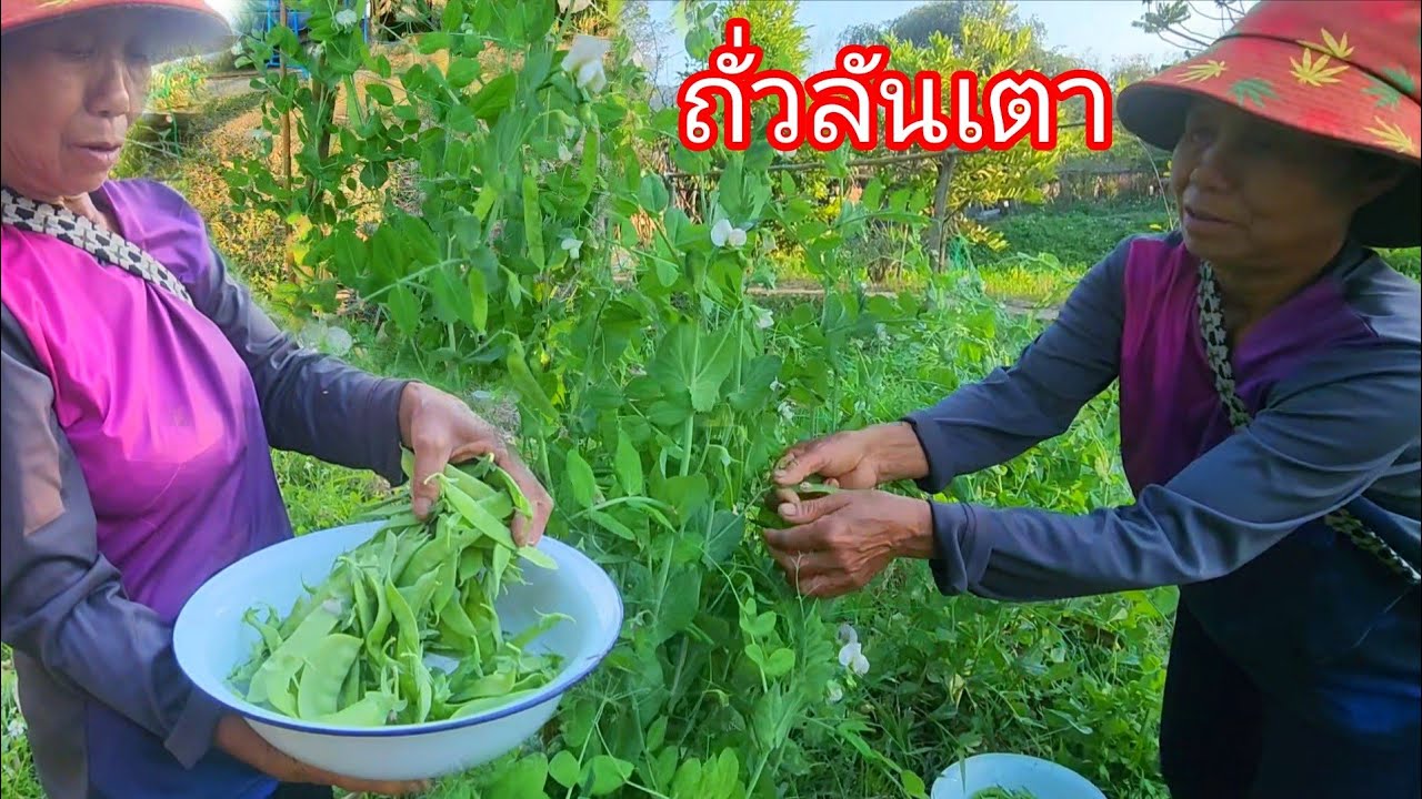 หิวเมื่อไหร่ก็เข้าสวนของยายมอน
