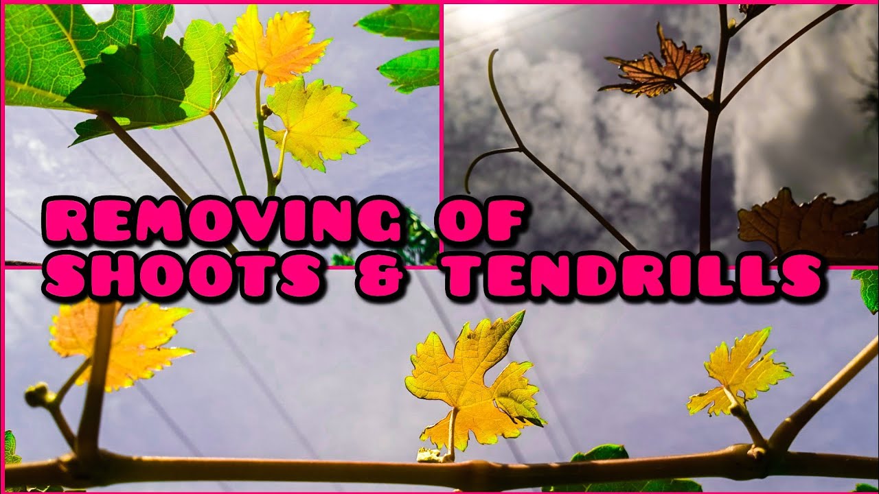 Paano patabain ang Fruiting Cane ng Ubas? | Removing of shoots and Tendrills of Grapes