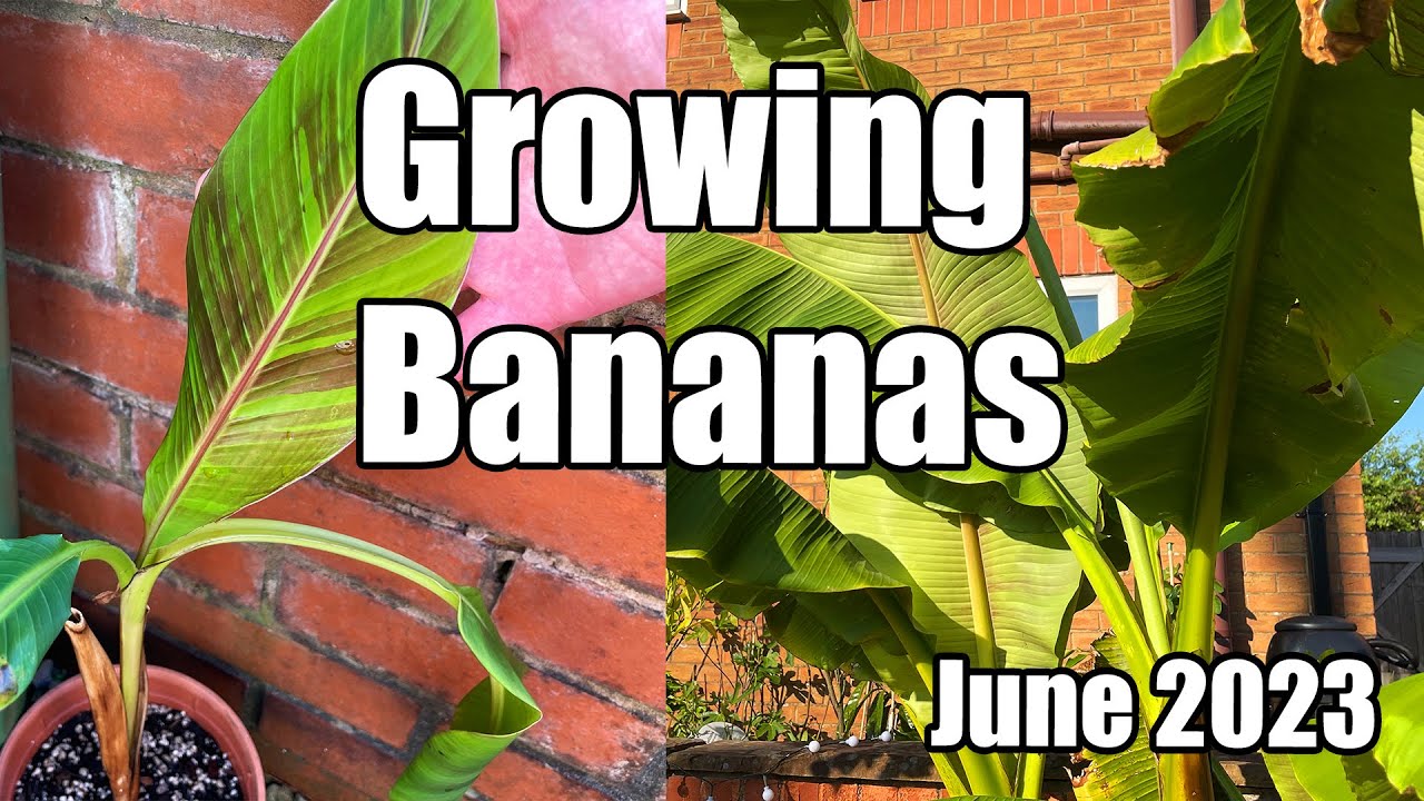 Growing Bananas Outdoors In The UK - June 2023