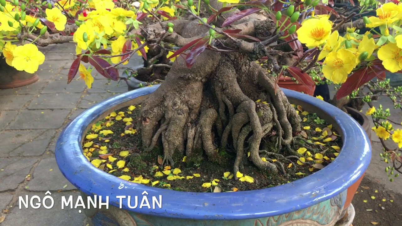 Giang hàng mai bon sai đẹp nhất chợ hoa quy Nhơn