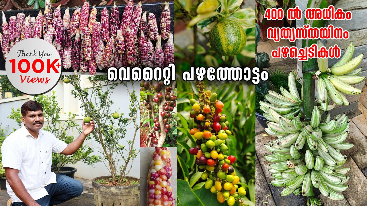 400 ൽ അധികം വ്യത്യസ്തയിനം പഴച്ചെടികളുടെ ശേഖരവുമായി റഷീദ്|പലനിറത്തിലുള്ള വാഴക്കുല മുതൽ മഴവിൽ ചോളം വരെ