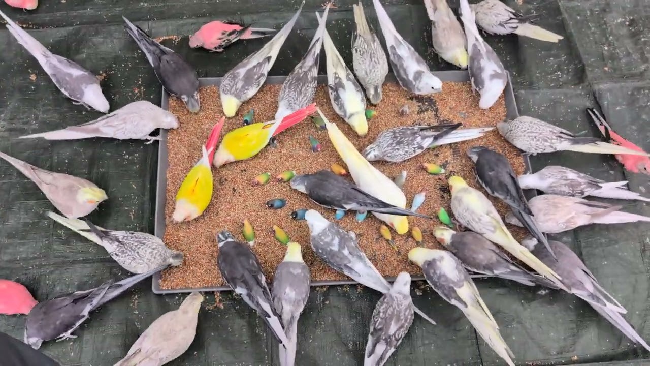 2025年11月14日   オカメインコ里親募集