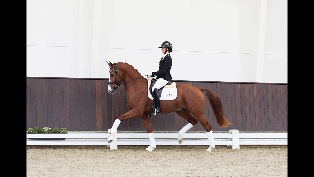 Zoom In - Stallion Collection Schockemoehle & Helgstrand 2021 ENG