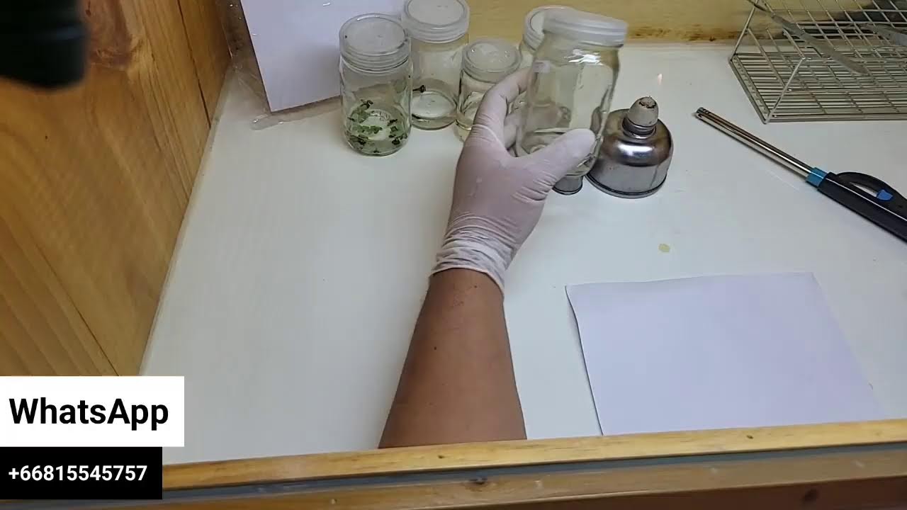 Tissue Culture Lab , Thailand Philodendron Monstera @thefirstplant