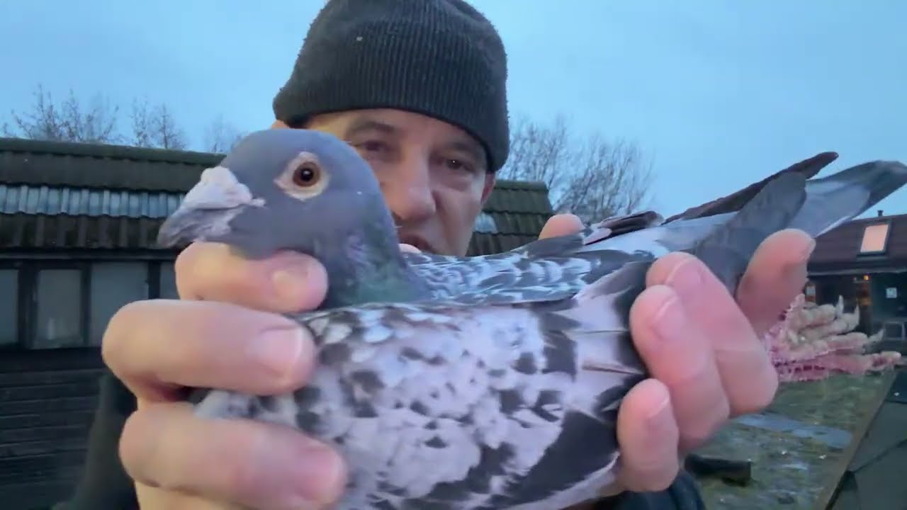 Gołębie Vlomans imbredy Huriccan 51 do rozpłodu 513016809 Artur Pawelec
