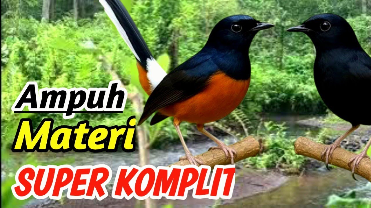 Murai Batu Gacor Nembak Panjang | Best Masteran Audio for Champion