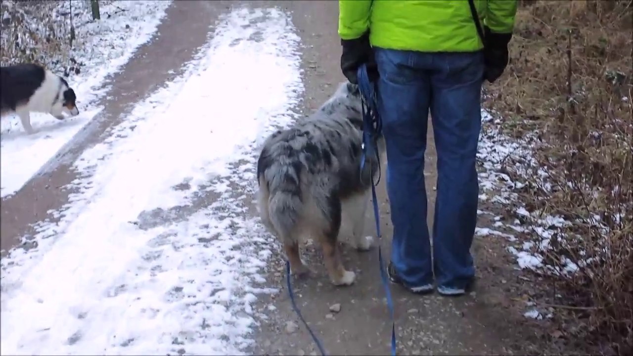Hundeerziehung: Hund das Jagen abgewöhnen, Freilauf ohne Leine im Wald