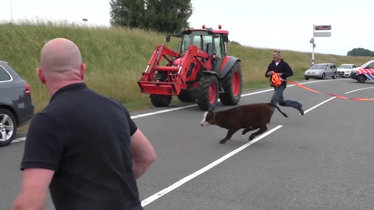 Losgebroken stiertje wil de snelweg op