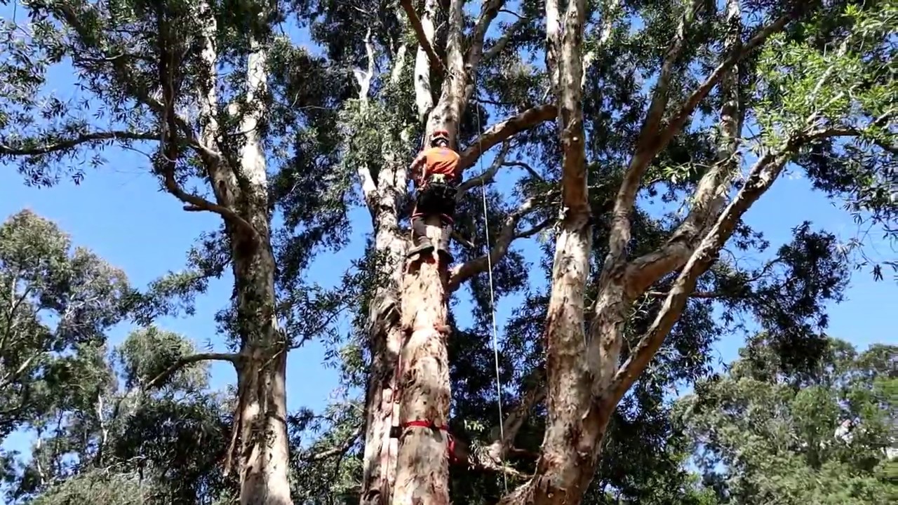 Hong Kong Tree Climbing Champion 2018 - Speed Climb 速度攀爬