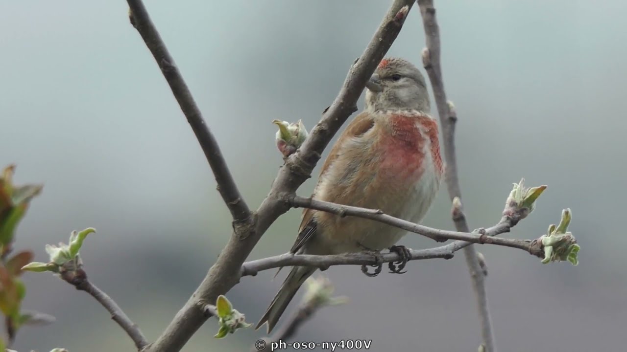 Makolągwa - śpiew samczyka | Linnet song #birds #ptaki