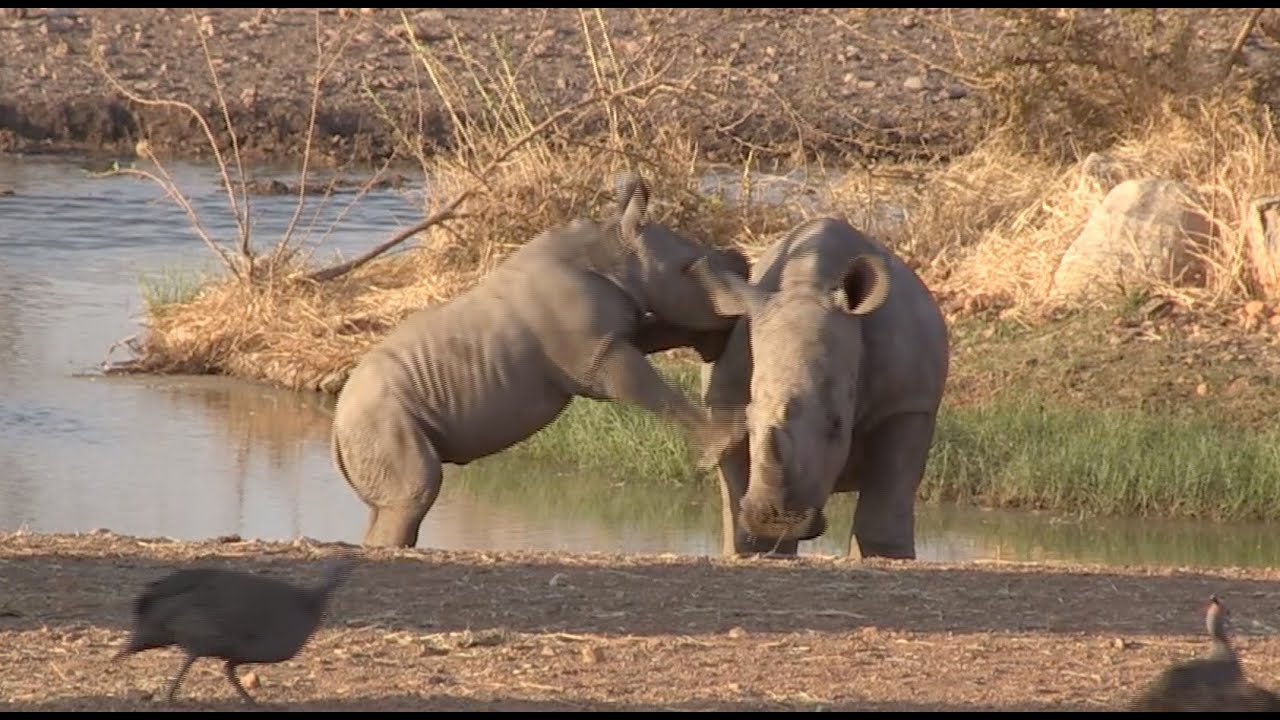 Okutala Rhino Series - Episode 3 - The Family is Growing