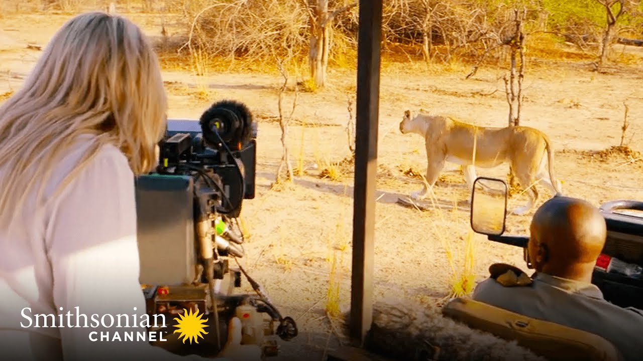 A Lion Chasing a Warthog is Gold for Filmmaker Sam Davis 🎥 Big Cat Country | Smithsonian Channel