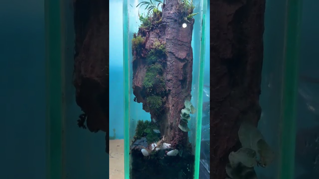 mini terrorium