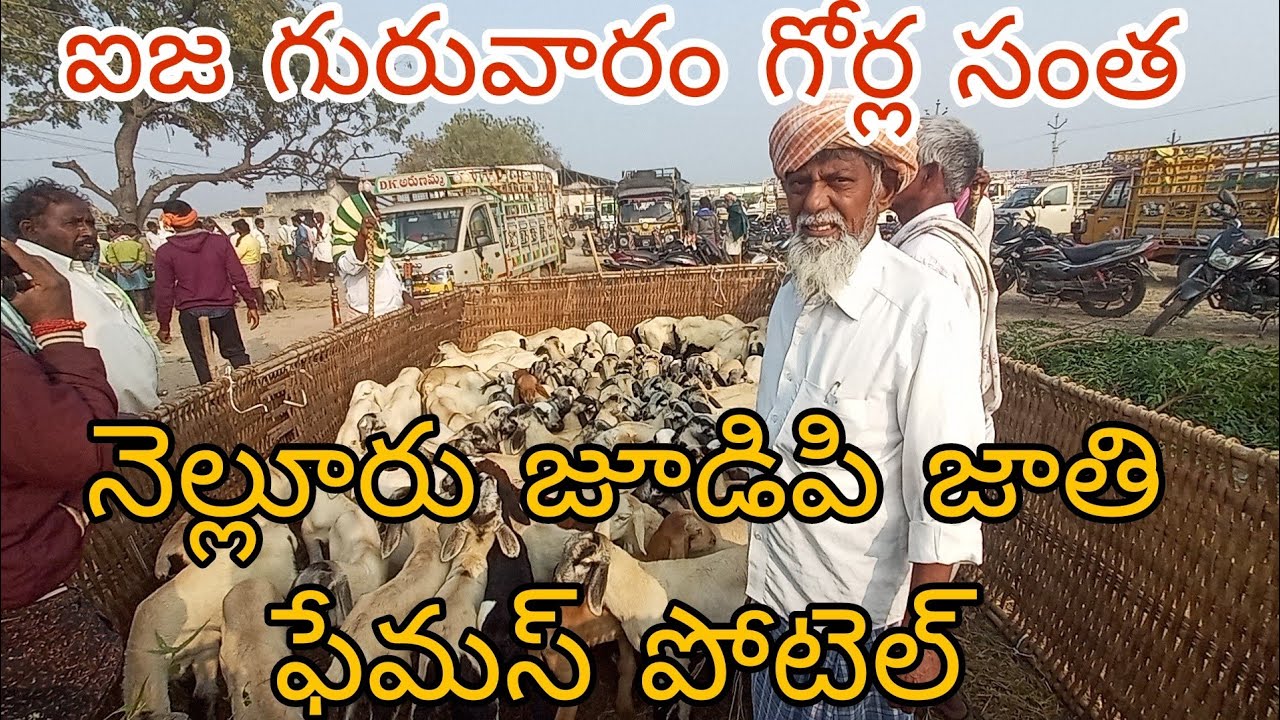 Video No 31 ఐజ గురువారం సంతలో నెల్లూరు జుడిపి గొర్రెలు 🐑🔥 | Ieeja Thursday Market 