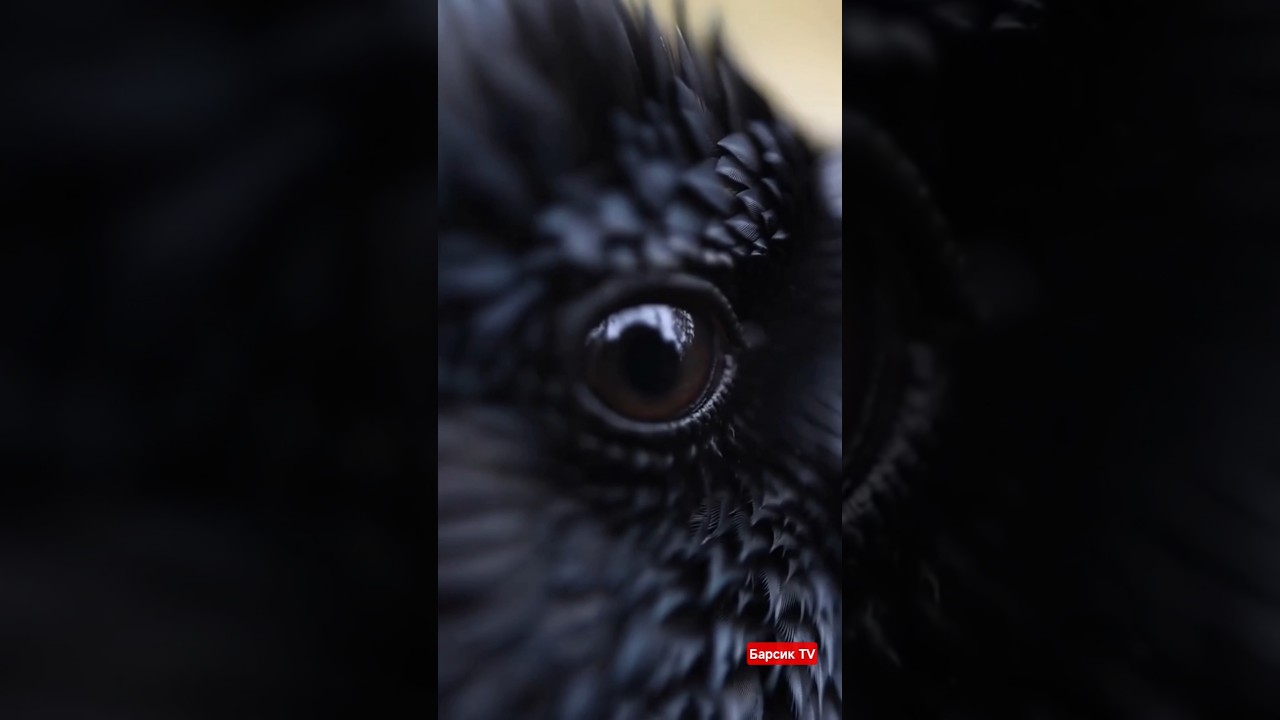 🐦&zwj;⬛🌳Подобрал раненого ворона в парке! #животные #спасение #ворон