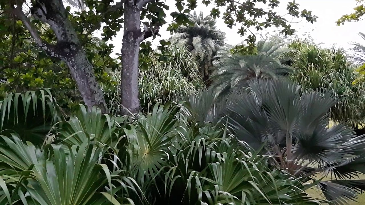 Oiseaux à l'île Maurice
