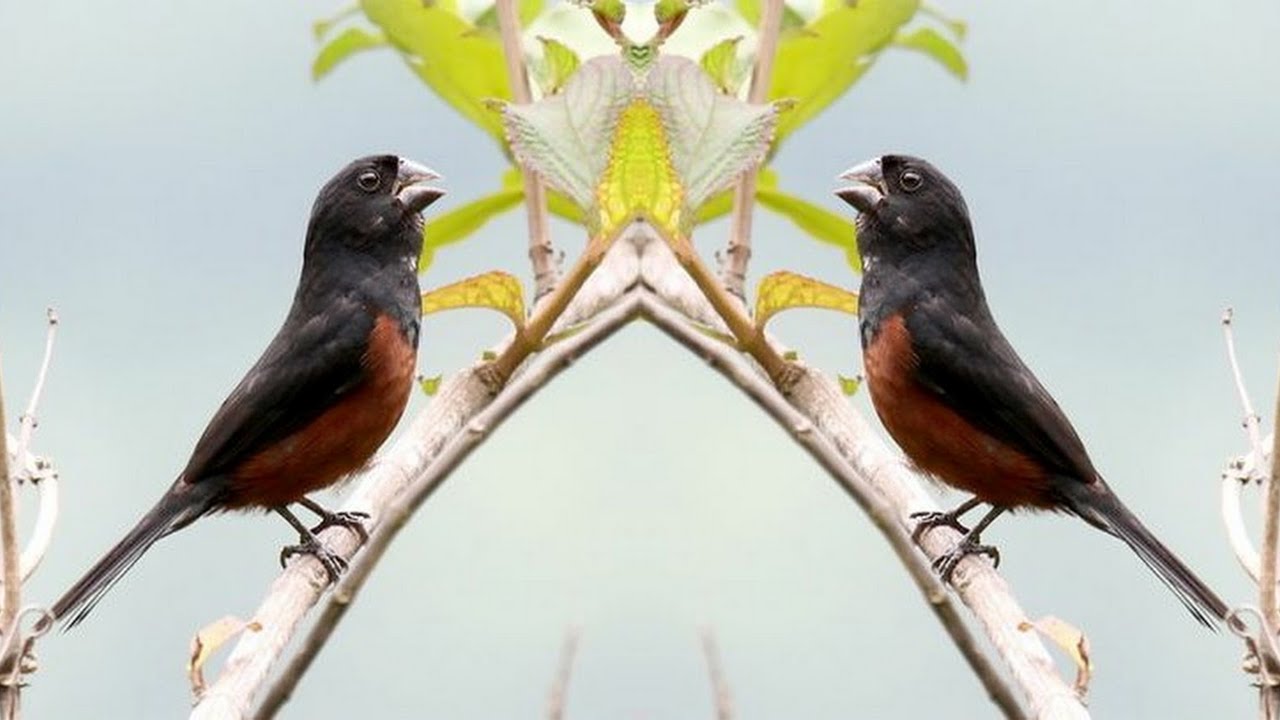 Bullfinch Singing Best Rolls