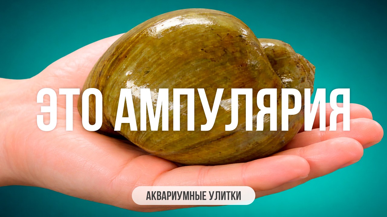 Содержание ампулярий в аквариуме