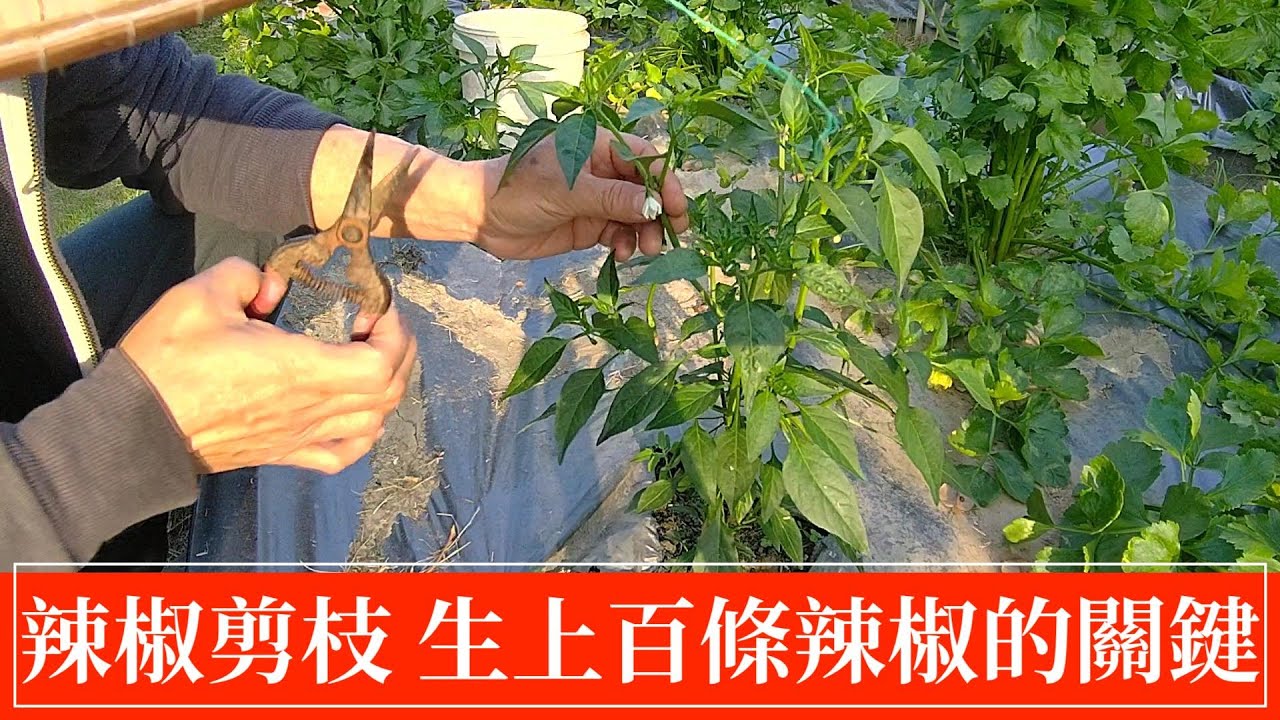 辣椒如何剪枝?剪得對，一棵辣椒可生百條以上 | 阿星種植