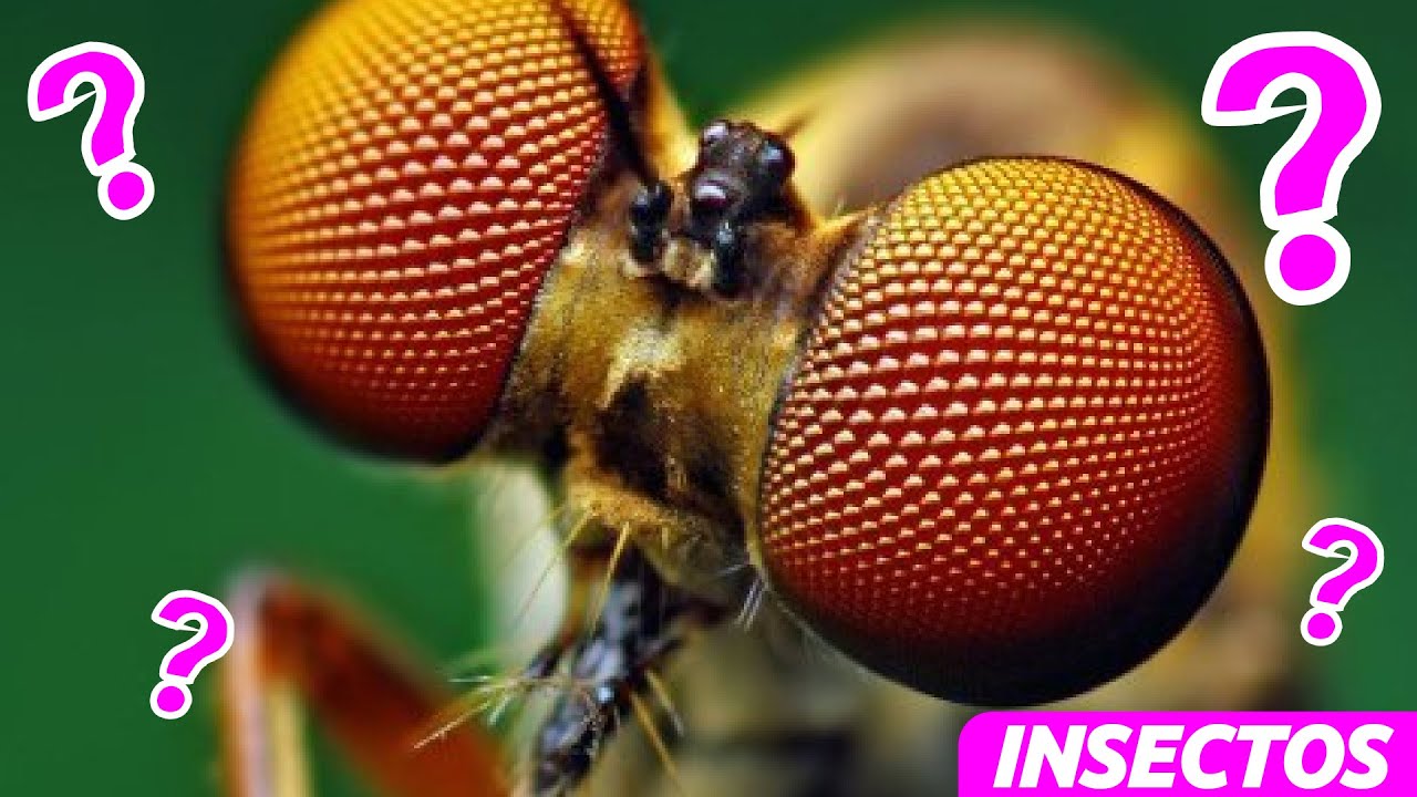 QUE SON LOS INSECTOS para niños en español 🦗 🦋🐝 🐞  Videos Educativos Para Niños