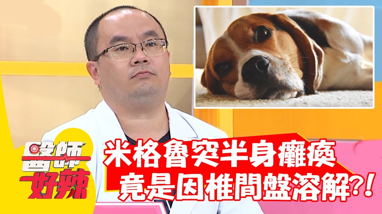 米格魯突半身癱瘓，竟是因椎間盤溶解？！【#醫師好辣】20211214 part3 EP1252 紀言愷 徐瑋吟