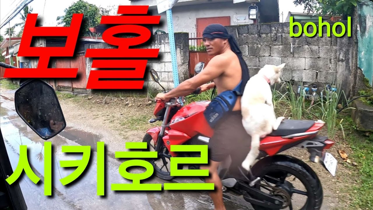 보홀에서 드뎌~~~시키호르 로~~~고고