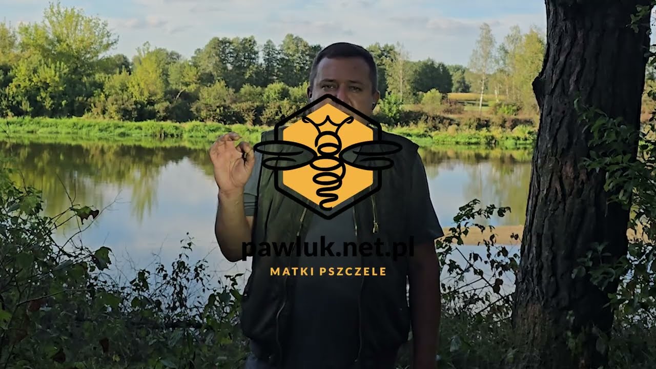 zakarmiony odkład Sinop62 - pszczoły, matki pszczele Old Buckfast na 2026 rok, oryginalne
