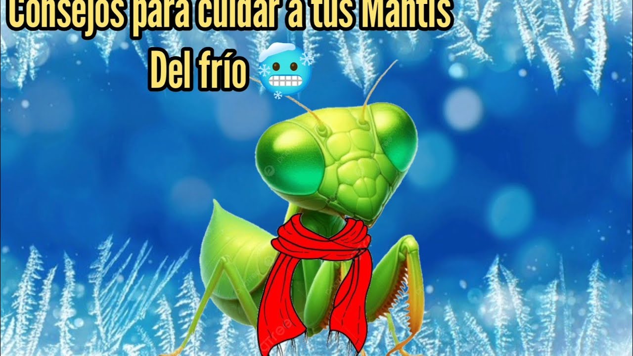 Cuidados para tus Mantis en tiempo de frío 🥶