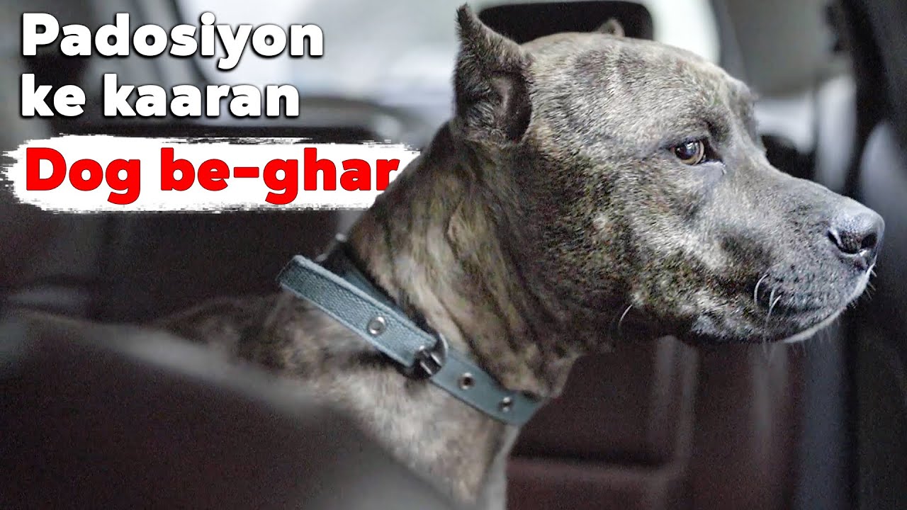 We need your help, No one wants a pitbull & got an emotional response #8