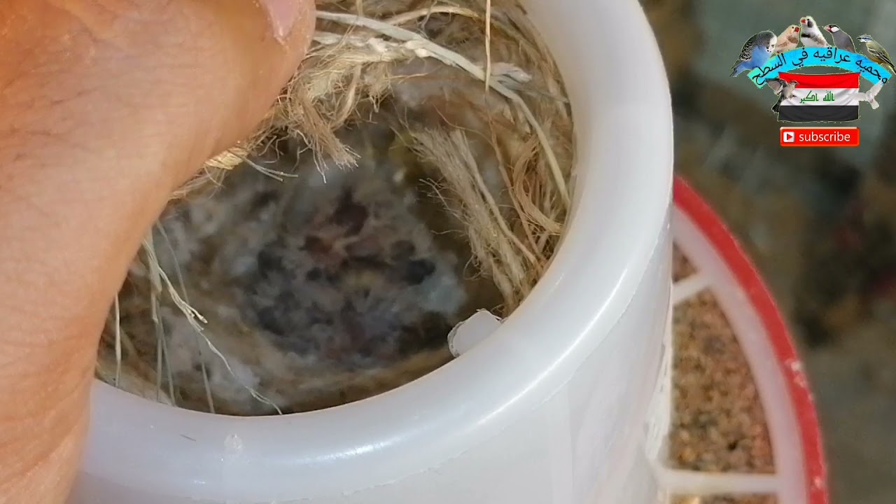 فتح اعشاش الطيور (الفناجس) 😊.. جمع الافراخ 😍 كم الإنتاج الشهري 🤔 هل لدينا وفيات..! 🥺