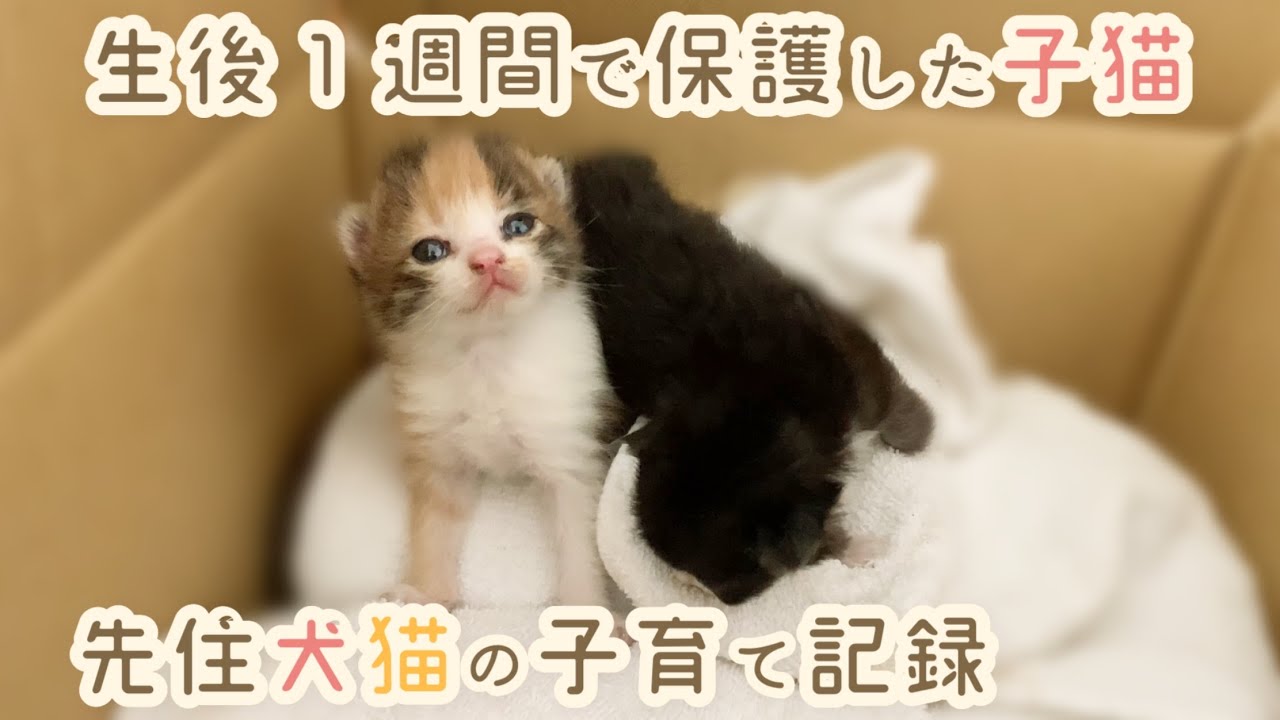 段ボールに捨てられていた子猫たちが家族になるまでの成長記録