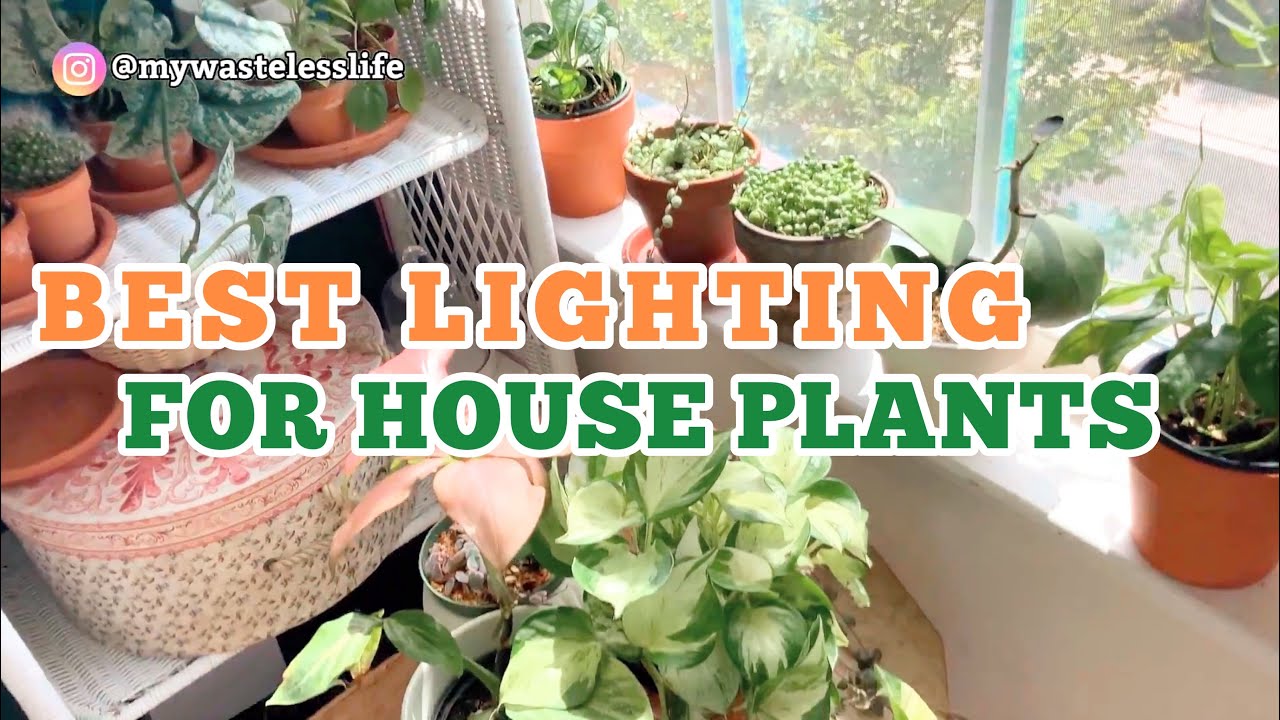 ✨HAUS BRIGHT LED GROW LIGHT 💡HOW TO GIVE BEST LIGHTING FOR OUR PLANTS 🌱 GROW LIGHT GIVEWAY ✨