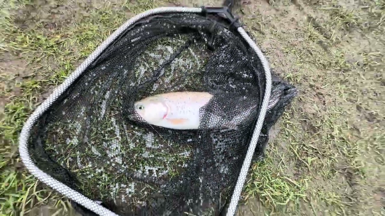 Technique de pêche à la truite sans bouchon