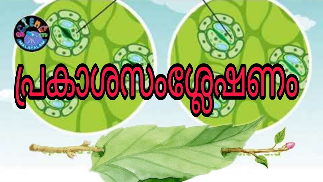 പ്രകാശസംശ്ലേഷണം | Photosynthesis I Science Malayalam l ILLIAS PERIMBALAM