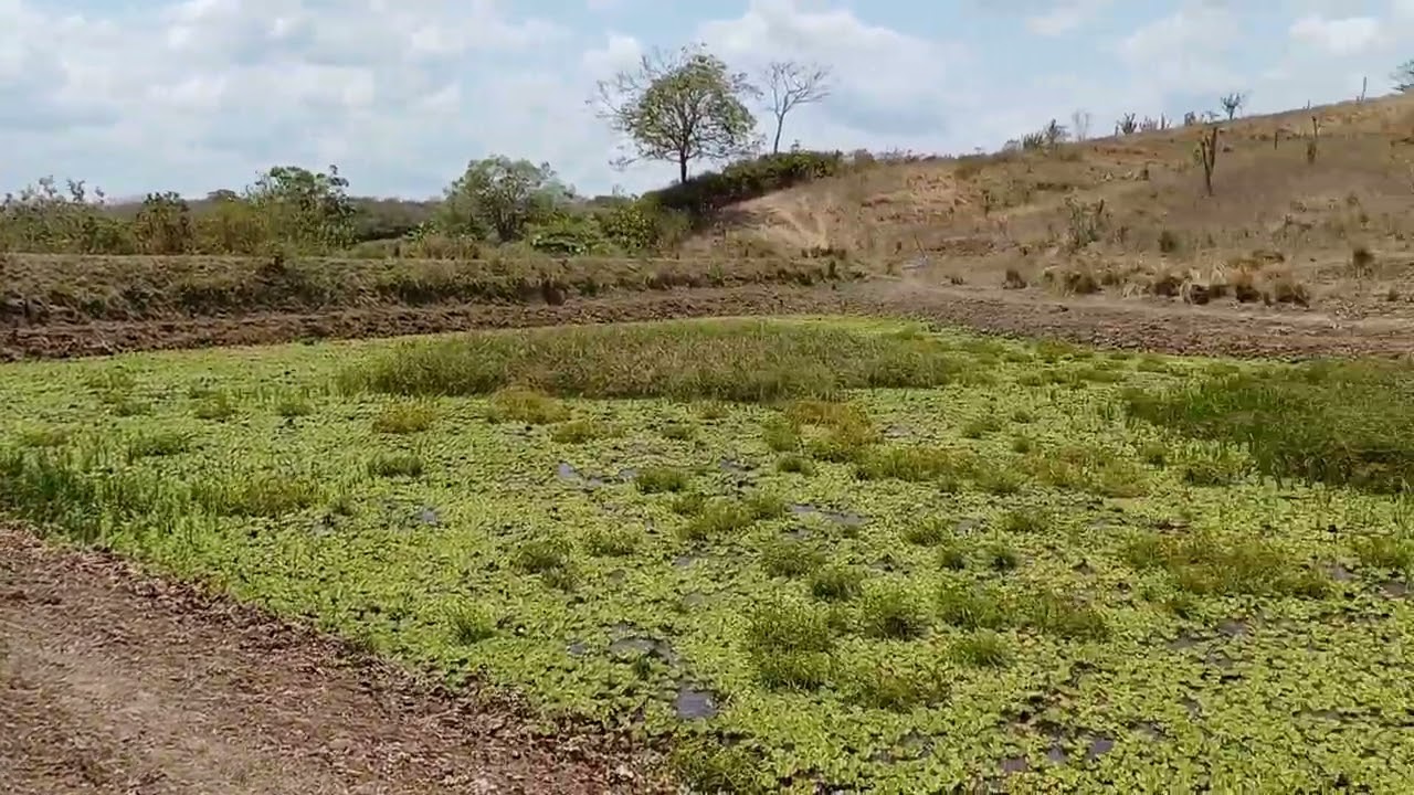 Limpeza do açude do meio