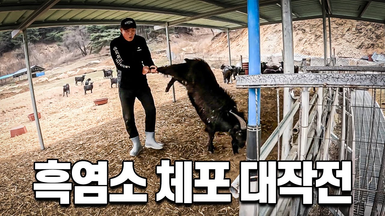흑염소 교배 시즌을 맞아 암컷 염소들에게 이송되는 염소 헤비급 챔피언 ep54