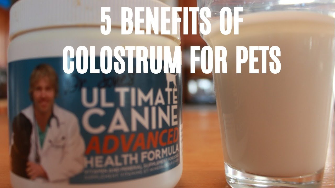 Top 5 Benefits of Colostrum for Dogs and Cats