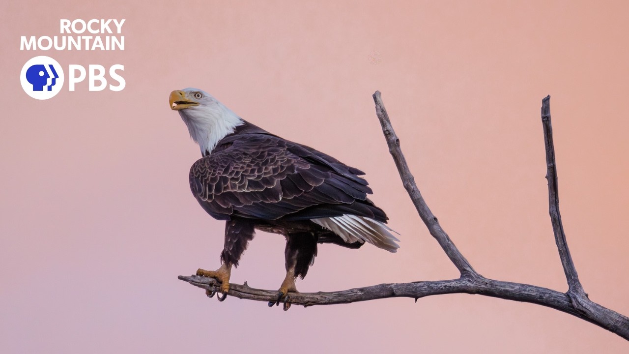 Volunteers keep an eye on Colorado bald eagles