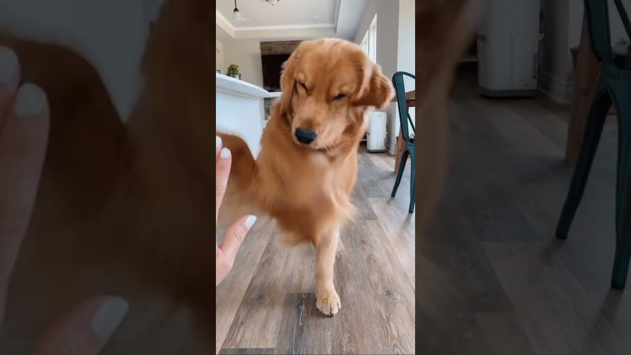 Weird Things My Dog Does That Don't Make Sense