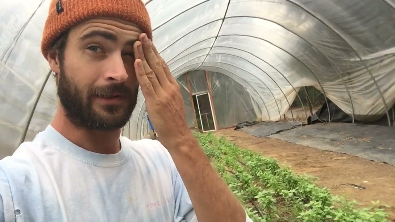 Basil In the Hoophouse