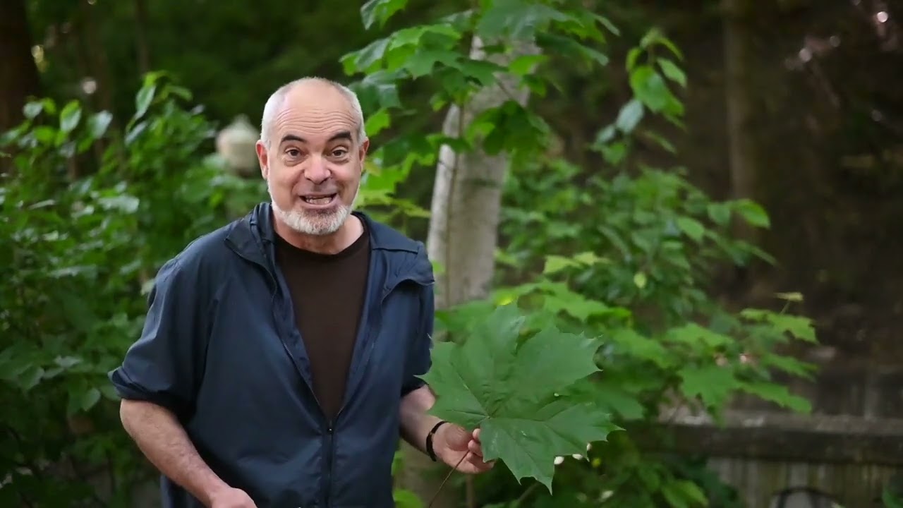 50 + 40 plantes envahissantes: Érable de Norvège