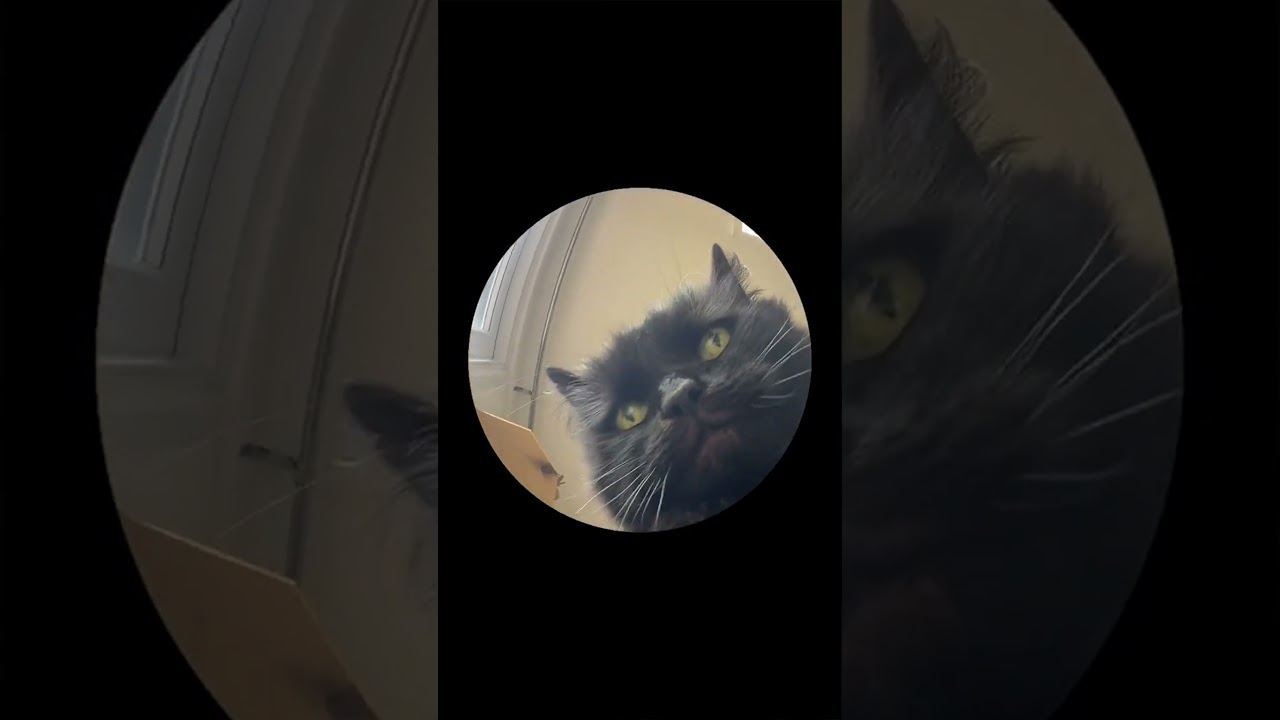 Curious Cat Investigates the Camera#catcuriosity #fisheyelens #fluffycat #catcloseup